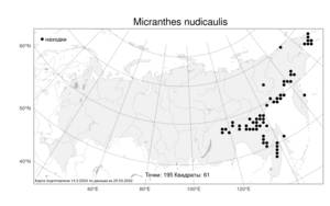 Micranthes nudicaulis, Камнеломка голостебельная (D. Don) Gornall & H. Ohba, Атлас флоры России (FLORUS) (Россия)