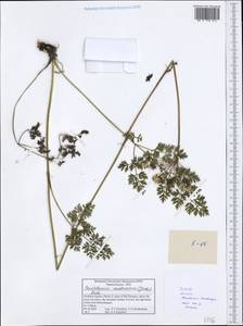 Pteroselinum austriacum (Jacq.) Rchb., Западная Европа (EUR) (Греция)