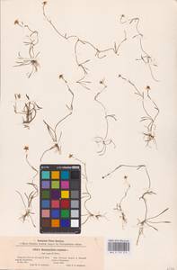 Лютик распростертый, Лютик стелющийся L., Восточная Европа, Северо-Западный район (E2) (Россия)