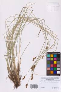 Осока двутычинковая Schrank, Восточная Европа, Московская область и Москва (E4a) (Россия)