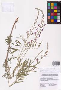 Astragalus astrachanicus Sytin & Laktionov, Восточная Европа, Нижневолжский район (E9) (Россия)