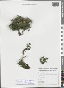 Selaginella graniticola Jie Yang bis & X.C.Zhang, Сибирь, Дальний Восток (S6) (Россия)