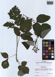 Малина обыкновенная L., Сибирь, Алтай и Саяны (S2) (Россия)