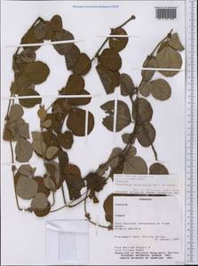 Rhynchosia corylifolia Benth., Америка (AMER) (Парагвай)