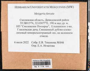 Metzgeria furcata (L.) Corda, Гербарий мохообразных, Мхи - Центральное Нечерноземье (B6) (Россия)