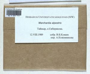 Marchantia polymorpha subsp. montivagans Bischl. & Boissel.-Dub., Гербарий мохообразных, Мхи - Красноярский край, Тыва и Хакасия (B17) (Россия)