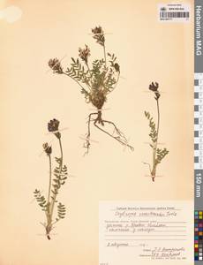 Остролодочник Васильченко Jurtzev, Сибирь, Чукотка и Камчатка (S7) (Россия)