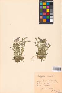 Истод горьковатый Crantz, Восточная Европа, Московская область и Москва (E4a) (Россия)