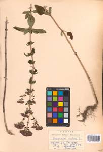 MHA 0 156 739, Душица обыкновенная L., Восточная Европа, Западно-Украинский район (E13) (Украина)