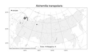 Alchemilla transpolaris, Манжетка заполярная Juz., Атлас флоры России (FLORUS) (Россия)