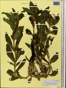 Горечавка крестовидная L., Кавказ, Северная Осетия, Ингушетия и Чечня (K1c) (Россия)