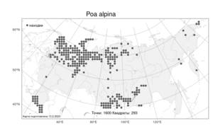 Poa alpina, Мятлик альпийский L., Атлас флоры России (FLORUS) (Россия)