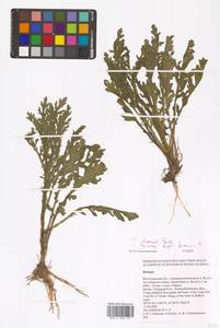 Жерушник, Восточная Европа, Нижневолжский район (E9) (Россия)