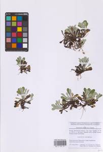 Кошачья лапка двудомная (L.) Gaertn., Восточная Европа, Московская область и Москва (E4a) (Россия)