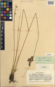 Juncus gubanovii Novikov, Зарубежная Азия (ASIA) (Афганистан)