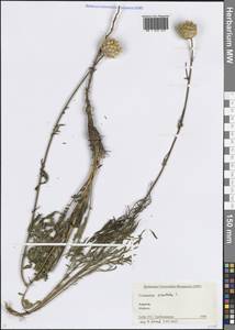 Василек восточный L., Кавказ, Краснодарский край и Адыгея (K1a) (Россия)