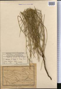 Хондрилла Боссэ Iljin, Средняя Азия и Казахстан, Муюнкумы, Прибалхашье и Бетпак-Дала (M9) (Казахстан)