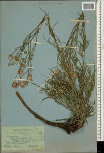 Наголоватка предкавказская (Sosn.) Iljin, Кавказ, Дагестан (K2) (Россия)