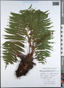 Страусник обыкновенный (L.) Tod., Кавказ, Черноморское побережье (от Новороссийска до Адлера) (K3) (Россия)