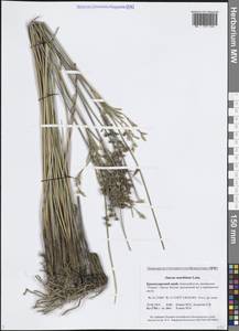 Ситник морской Lam., Кавказ, Черноморское побережье (от Новороссийска до Адлера) (K3) (Россия)