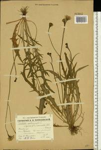 Scorzoneroides autumnalis subsp. autumnalis, Восточная Европа, Волжско-Камский район (E7) (Россия)