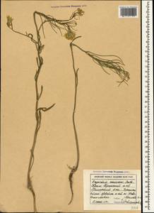 Желтушник развесистый Ehrh., Крым (KRYM) (Россия)