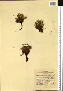 Лапчатка двухцветковая Willd. ex Schltdl., Сибирь, Алтай и Саяны (S2) (Россия)