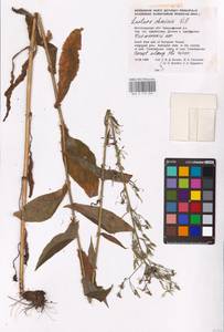 Латук дубравный L., Восточная Европа, Нижневолжский район (E9) (Россия)