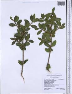 Phillyrea latifolia L., Западная Европа (EUR) (Италия)