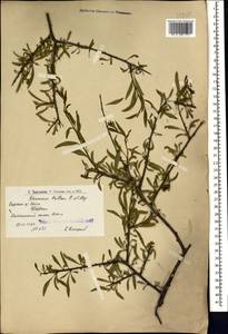 Rhamnus erythroxyloides subsp. erythroxyloides, Кавказ, Армения (K5) (Армения)