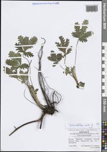 Лапчатка прямая L., Восточная Европа, Средневолжский район (E8) (Россия)