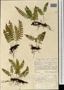 Многоножка сибирская Sipliv., Монголия (MONG) (Монголия)