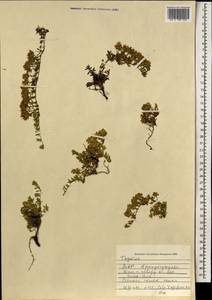 Чабрец, Монголия (MONG) (Монголия)