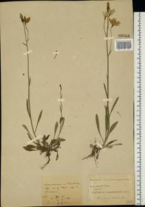Campanula stevenii subsp. altaica (Ledeb.) Fed., Восточная Европа, Центральный лесостепной район (E6) (Россия)