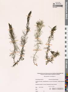 Уруть мутовчатая L., Сибирь, Якутия (S5) (Россия)