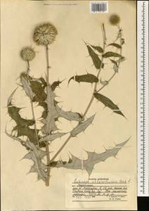 Echinops chloroleucus Rech. fil., Зарубежная Азия (ASIA) (Афганистан)