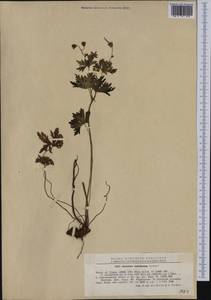 Geranium caeruleatum Schur, Западная Европа (EUR) (Румыния)