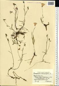 Колокольчик круглолистный L., Восточная Европа, Северный район (E1) (Россия)