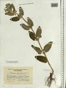 Чистец германский L., Восточная Европа, Молдавия (E13a) (Молдавия)