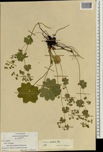 Манжетка неприкрытая Juz., Восточная Европа, Центральный район (E4) (Россия)