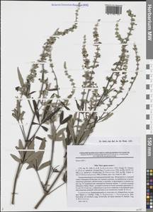 Прутняк обыкновенный L., Средняя Азия и Казахстан, Копетдаг, Бадхыз, Малый и Большой Балхан (M1) (Туркмения)