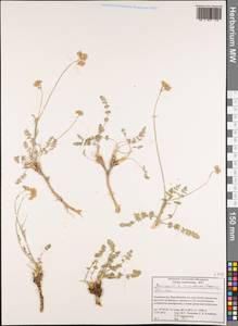 Семеновия разнозубчатая (Korovin) Manden., Средняя Азия и Казахстан, Памир и Памиро-Алай (M2) (Таджикистан)