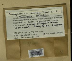 Pleurozium schreberi (Willd. ex Brid.) Mitt., Гербарий мохообразных, Мхи - Красноярский край, Тыва и Хакасия (B17) (Россия)