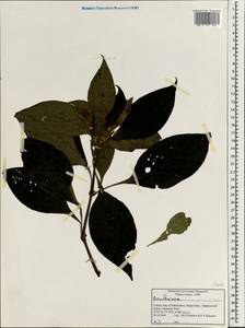 Acanthaceae, Зарубежная Азия (ASIA) (Индия)