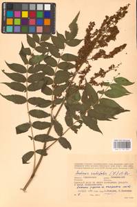 Рябинник рябинолистный (L.) A.Braun, Восточная Европа, Западный район (E3) (Россия)