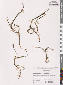 Взморник морской, Зостера морская L., Сибирь, Чукотка и Камчатка (S7) (Россия)