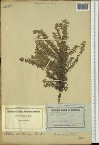 Olearia axillaris (DC.) F. Muell., Австралия и Океания (AUSTR) (Австралия)