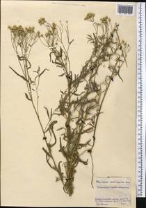 Achillea salicifolia subsp. salicifolia, Средняя Азия и Казахстан, Северный и Центральный Казахстан (M10) (Казахстан)