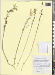 Птицемлечник пиренейский L., Кавказ, Черноморское побережье (от Новороссийска до Адлера) (K3) (Россия)