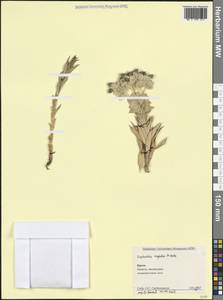 Молочай жесткий M.Bieb., Крым (KRYM) (Россия)